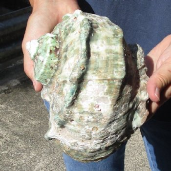 5 inches Turbo Marmoratus Shell, Giant Green Turban Shell <font color=red> Grade 2 Quality </font>  - $14.99 each