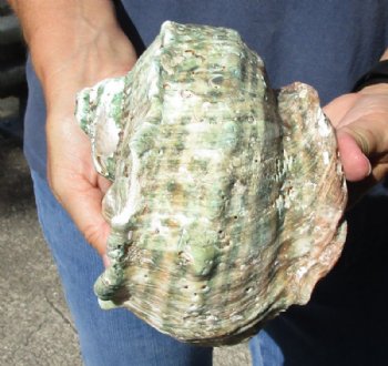 5 inches Turbo Marmoratus Shell, Giant Green Turban Shell <font color=red> Grade 2 Quality </font>  - $14.99 each