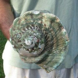 5 inches Turbo Marmoratus Shell, Giant Green Turban Shell <font color=red> Grade 2 Quality </font>  - $14.99 each