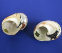 Polished Turbo Sarmaticus Shells <font color=red> Wholesale</font>   2 to 2-3/4 inches for hermit crab homes - Case of 40 @ $2.25 each