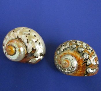 Polished Turbo Sarmaticus Shells <font color=red> Wholesale</font>   2 to 2-3/4 inches for hermit crab homes - Case of 40 @ $2.25 each