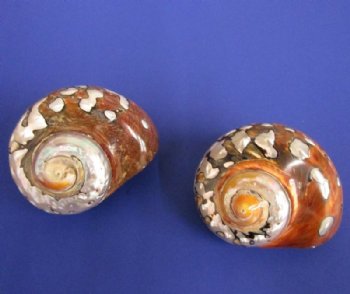 Large Polished Turbo Sarmaticus Shells, 3-1/2 to 3-7/8 inches   - 5 @ $8.65 each