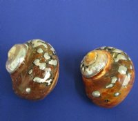 Large Polished Turbo Sarmaticus Shells<font color=red> Wholesale</font> 3-1/2 to 3-7/8 inches  -  20 @ $5.40 each
