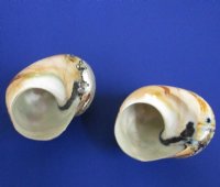 Polished South African Turban Sarmaticus, 3 to 3-1/2 inches - 6 @ $6.80 each