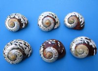 Large Polished Turbo Sarmaticus Shells<font color=red> Wholesale</font> 3-1/2 to 3-7/8 inches  -  20 @ $5.40 each