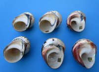 Large Polished Turbo Sarmaticus Shells<font color=red> Wholesale</font> 3-1/2 to 3-7/8 inches  -  20 @ $5.40 each