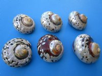 Large Polished Turbo Sarmaticus Shells, 3-1/2 to 3-7/8 inches   - 5 @ $8.65 each