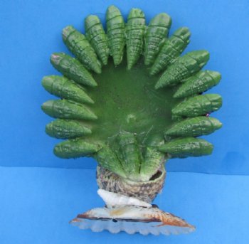 Seashell Peacock Novelty, 4 by 3-1/2 Inches - 3 @ $5.75 each