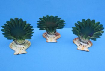Seashell Peacock Novelty, 4 by 3-1/2 Inches - 3 @ $5.75 each