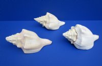 Large West Indian Chank Shells, Polished <font color=red> Wholesale</font>, 9 inches - 7 @ $13.50 each