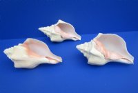 Large Polished West Indian Chank Shells<font color=red> Wholesale</font> 8 inches - 12 @ $8.50 each