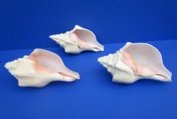 Large West Indian Chank Shells, Polished <font color=red> Wholesale</font>, 9 inches - 7 @ $13.50 each