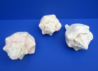 Large West Indian Chank Shells, Polished <font color=red> Wholesale</font>, 9 inches - 7 @ $13.50 each