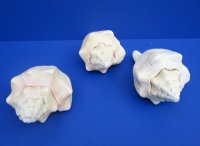 Large Polished West Indian Chank Shells<font color=red> Wholesale</font> 8 inches - 12 @ $8.50 each