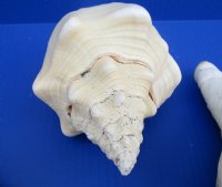 Large West Indian Chank Shells, Polished <font color=red> Wholesale</font>, 9 inches - 7 @ $13.50 each
