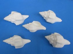 White Polished Chank Shells <font color=red> Wholesale</font>, 5 inches - 30 @ $3.50 each