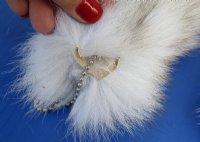 13 inches Tanned Blue Fox Tail Ball Chain Keychains <font color=red> Wholesale</font> - 10 @ $9.00 each