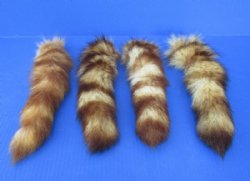 Crystal Dyed Tanned Raccoon Tail Key Chains 7 to 11 inches <font color=red> Wholesale</font> - 18 @ $5.25 each