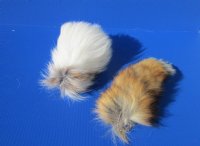 10 to 13 inches Assorted Tanned Real Fox Tails Key Chain with Attached Ball Chain Clasp - 2 @ $12.75 each