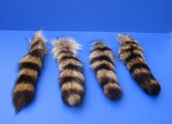 Tanned Raccoon Tail Key Chain for Sale 10 to 12 inches long - 2 @ $12.75 each