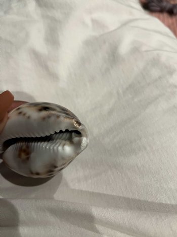 Large Tiger Cowrie Shells 3 to 3-3/4 inches in size - Case:150 @ .60 each; 2 <font color=red>Wholesale Cases</font>  @ .54 each