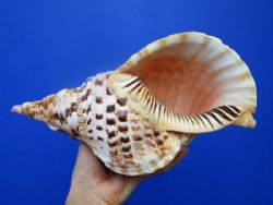 Triton Shells, Pacific, Atlantic