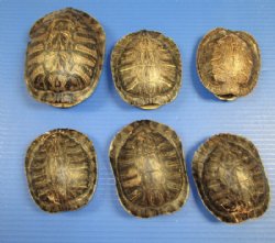 Turtle Shells - Empty Turtle Shells