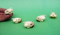 River Cooter Turtle Skull for Sale 1-1/2 to 1-3/4 inches - $19.99 each