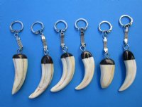 One Authentic Warthog Ivory Tusk Key Chain with a Silver Chain - Pack of 1 @ $21.99 each