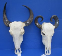 Water Buffalo Skull, Buffalo Skulls