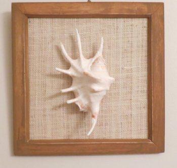 8 inches Wood Framed Lambis Conch Shell Wall Art - Priced $5.99 each
