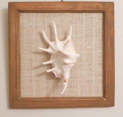 8 inches Wood Frame...