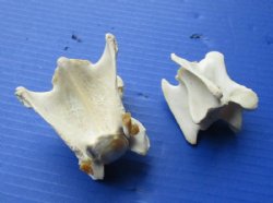 Wild Hog Neck Vertebrae Bones in Bulk 2-1/2 to 3-3/4 inches - 10 @ $2.25 each