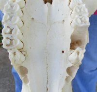 Male Black Wildebeest Skull With Horns <font color=red> Wholesale</font> 16 inches wide and over -  $114.99 each <font color=red> SALE $95.00 EACH</FONT>
