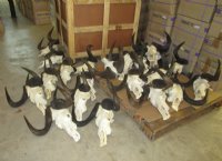 Male Black Wildebeest Skull With Horns <font color=red> Wholesale</font> 16 inches wide and over -  $114.99 each <font color=red> SALE $95.00 EACH</FONT>