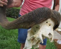Male Black Wildebeest Skull With Horns <font color=red> Wholesale</font> 16 inches wide and over -  $114.99 each <font color=red> SALE $95.00 EACH</FONT>