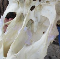 Male Black Wildebeest Skull With Horns <font color=red> Wholesale</font> 16 inches wide and over -  $114.99 each <font color=red> SALE $95.00 EACH</FONT>