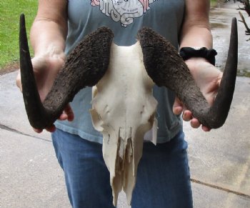 Grade B Female Black Wildebeest Skulls With Horns Up to 14-7/8 inches wide <font color=red> Wholesale</font>  2 @ $65.00 each <font color=red> *SALE* - 2 @ $55.00 each </font>
