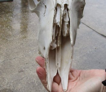 Grade B Female Black Wildebeest Skulls With Horns Up to 14-7/8 inches wide <font color=red> Wholesale</font>  2 @ $65.00 each <font color=red> *SALE* - 2 @ $55.00 each </font>