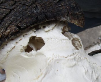 Grade B Female Black Wildebeest Skulls With Horns Up to 14-7/8 inches wide <font color=red> Wholesale</font>  2 @ $65.00 each <font color=red> *SALE* - 2 @ $55.00 each </font>