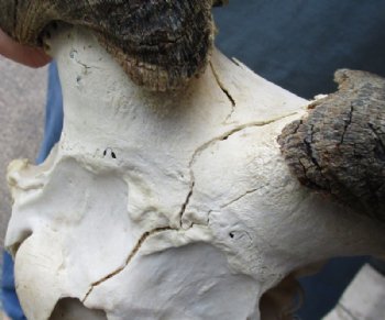 Grade B Female Black Wildebeest Skulls With Horns Up to 14-7/8 inches wide <font color=red> Wholesale</font>  2 @ $65.00 each <font color=red> *SALE* - 2 @ $55.00 each </font>