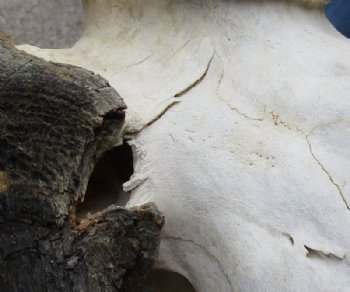 Grade B Female Black Wildebeest Skulls With Horns Up to 14-7/8 inches wide <font color=red> Wholesale</font>  2 @ $65.00 each <font color=red> *SALE* - 2 @ $55.00 each </font>