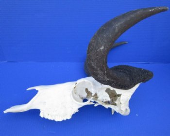 Grade B Female Black Wildebeest Skulls With Horns Up to 14-7/8 inches wide <font color=red> Wholesale</font>  2 @ $65.00 each <font color=red> *SALE* - 2 @ $55.00 each </font>