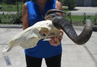 Large Blue Wildebeest Skull with Horn Spread 21 inches up <font color=red> Wholesale</font> - $110 each; 3 or more @ $100 each