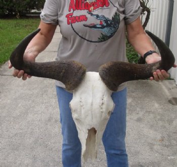 Blue Wildebeest Skull with Horn Spread 18 to 26 inches up <font color=red> Wholesale Grade B Quality</font> - 2 @ $55.00 each