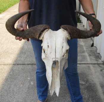 Blue Wildebeest Skull with Horn Spread 18 to 26 inches up <font color=red> Wholesale Grade B Quality</font> - 2 @ $55.00 each