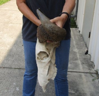 Blue Wildebeest Skull with Horn Spread 18 to 26 inches up <font color=red> Wholesale Grade B Quality</font> - 2 @ $55.00 each