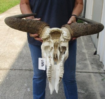 Blue Wildebeest Skull with Horn Spread 18 to 26 inches up <font color=red> Wholesale Grade B Quality</font> - 2 @ $55.00 each