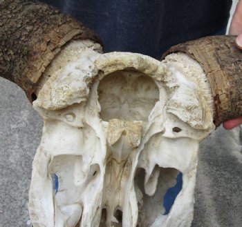 Blue Wildebeest Skull with Horn Spread 18 to 26 inches up <font color=red> Wholesale Grade B Quality</font> - 2 @ $55.00 each