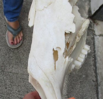 Blue Wildebeest Skull with Horn Spread 18 to 26 inches up <font color=red> Wholesale Grade B Quality</font> - 2 @ $55.00 each
